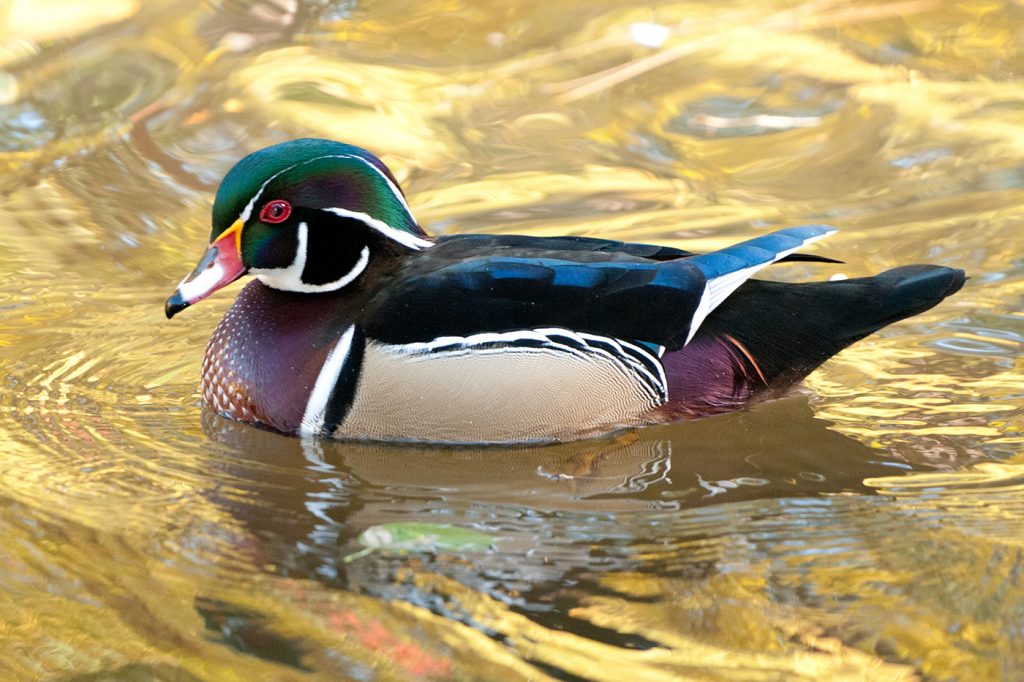 Wood Duck - Terry Tuttle